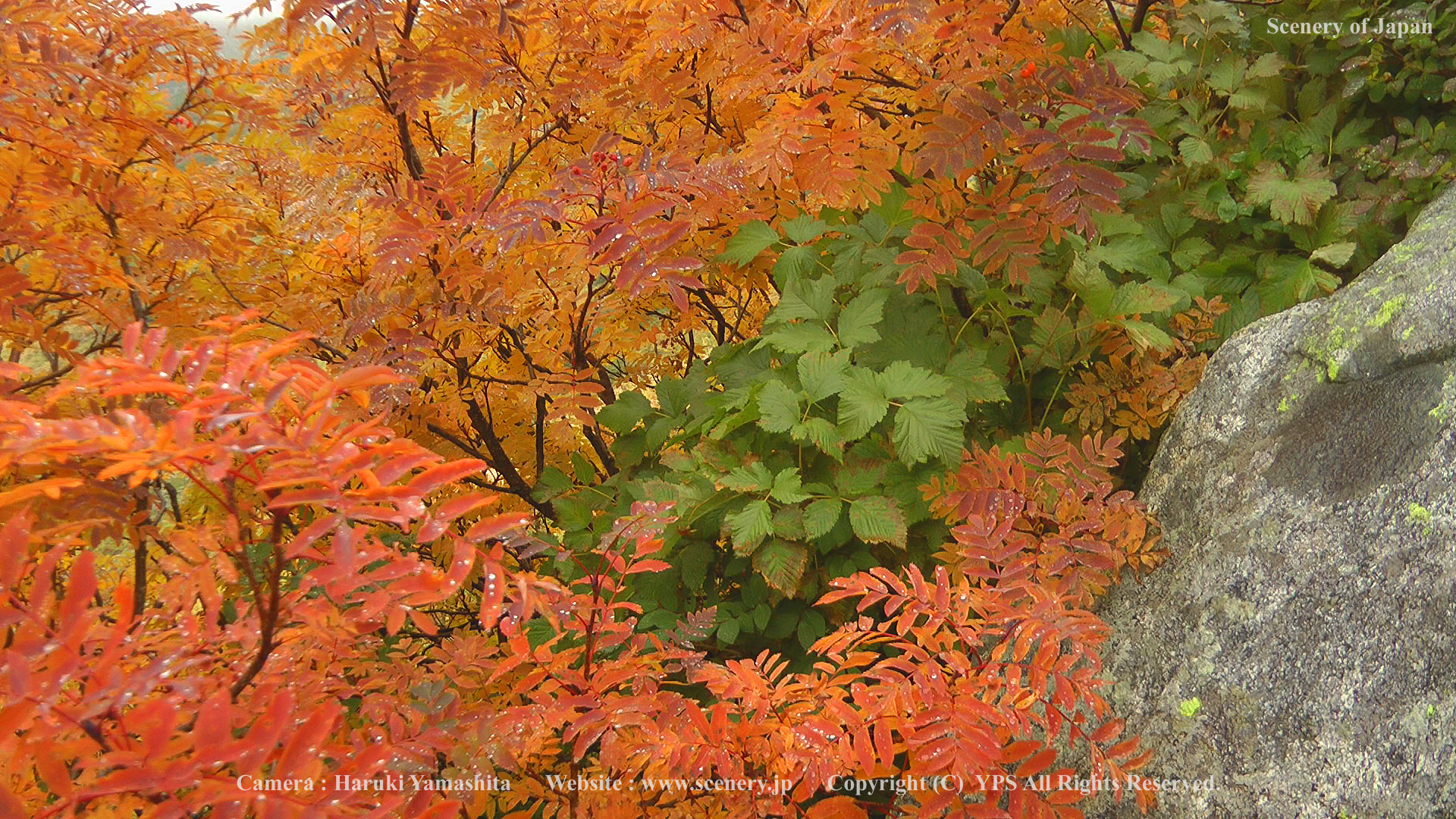 秋の風景 写真・画像 - Scenery of Japan
